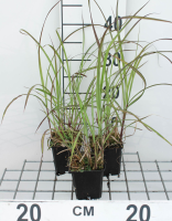 Miscanthus sinensis 'Graziella'   pot 9x9 cm