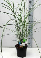 Miscanthus sinensis 'Graziella'   pot 3L