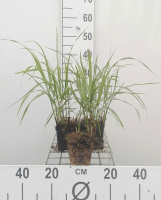 Miscanthus sinensis 'Herman Mussel'   pot 9x9 cm