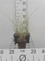 Miscanthus sinensis 'Kleine Fontäne'   pot 9x9 cm