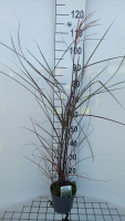 Miscanthus sinensis 'Kleine Fontäne'   pot 3L
