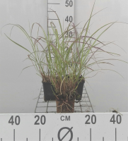 Miscanthus sinensis 'Krater'   pot 9x9 cm