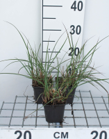 Miscanthus sinensis 'Kleine Silberspinne'   pot 9x9 cm