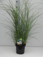 Miscanthus sinensis 'Kleine Silberspinne'   pot 3L  