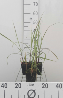 Miscanthus sinensis 'Malepartus'   pot 9x9 cm  