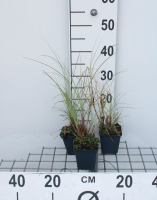 Miscanthus sinensis 'Morning Light'   pot 9x9 cm