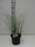 Miscanthus sinensis 'Morning Light'   pot 3L