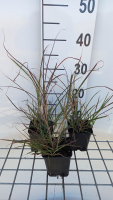 Miscanthus sinensis 'Pünktchen'   pot 9x9 cm  