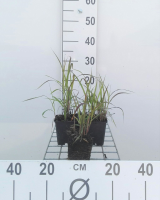 Miscanthus 'Purpurascens'   pot 9x9 cm