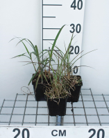 Miscanthus sinensis 'Red Chief'   Prachtriet   pot 9x9 cm  