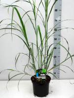 Miscanthus sinensis 'Silberfeder'   pot 3L