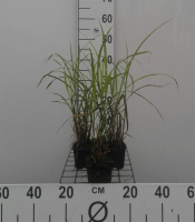Miscanthus sinensis 'Strictus'   pot 9x9 cm  