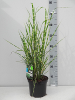 Miscanthus sinensis 'Strictus'   pot 3L  