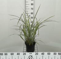 Miscanthus sinensis 'Variegatus'   pot 3L