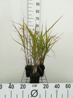 Miscanthus sinensis 'Zebrinus'   pot 9x9 cm  