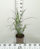 Miscanthus sinensis 'Zebrinus'   pot 3L
