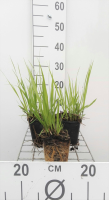 Molinia arundinacea 'Transparent'   pot 9x9 cm  