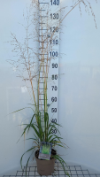 Molinia arundinacea 'Transparent'   pot 3L  