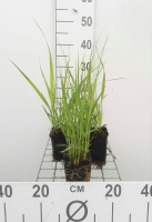 Molinia arundinacea 'Windspiel'   pot 9x9 cm