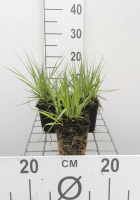 Molinia caerulea 'Edith Dudszus'   pot 9x9 cm  