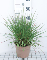Molinia caerulea 'Edith Dudszus'   pot 3L