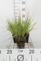 Molinia caerulea 'Heidebraut'   pot 9x9 cm  