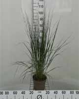 Molinia caerulea 'Heidebraut'   pot 3L