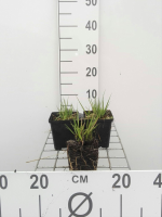 Molinia caerulea 'Moorhexe'   pot 9x9 cm  