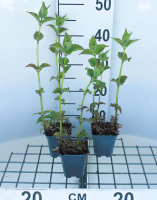 Monarda 'Cambridge Scarlet'   pot 9x9 cm (Bergamotplant)  