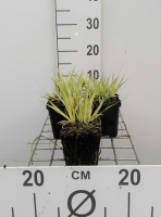 Molinia caerulea 'Variegata'   pot 9x9 cm