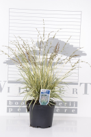 Molinia caerulea 'Variegata'   pot 3L