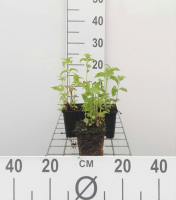 Monarda 'Prärienacht'   pot 9x9 cm