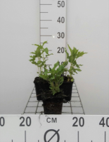 Monarda 'Schneewittchen'   pot 9x9 cm