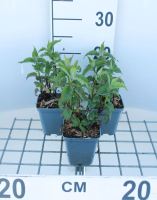 Monarda 'Scorpion'   pot 9x9 cm  