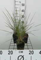 Muhlenbergia capillaris   pot 9x9 cm  
