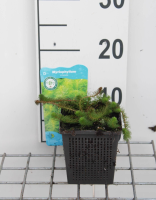 Myriophyllum crispatum   pot 11x11 cm