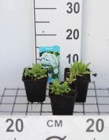 Myosotis palustris   pot 9x9 cm  