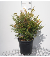 Nandina domestica 'Gulf Stream'   pot 10L   40 50 cm