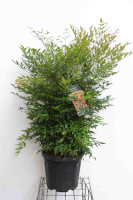 Nandina domestica   pot 30L   100 125 cm