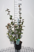 Neillia affinis   pot   40 60 cm