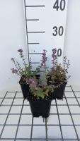 Nepeta 'Cat's Pajamas'   pot 9x9 cm  