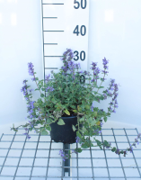 Nepeta x faassenii   pot 2L  