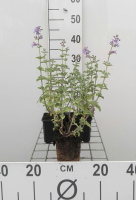 Nepeta 'Six Hills Giant'   pot 9x9 cm  