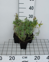 Nepeta mussinii   pot 9x9 cm