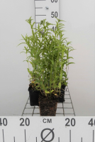 Nepeta nervosa   pot 9x9 cm