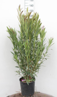 Nerium oleander   pot 18L   100 125 cm