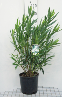 Nerium oleander   pot 10L   60 80 cm