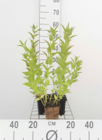 Nepeta sibirica   pot 9x9 cm