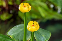 Nuphar lutea   pot 3L
