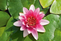 Nymphaea 'Attraction'   pot 3L